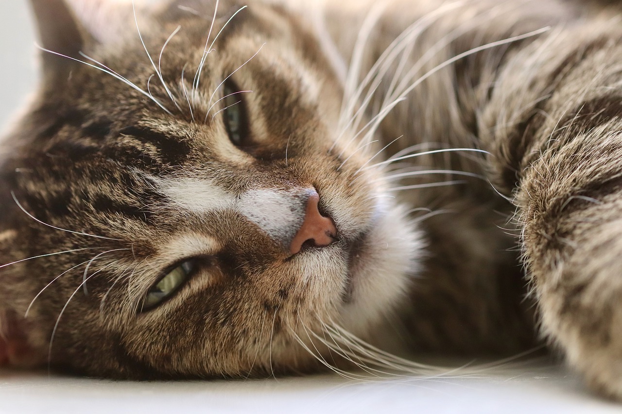 Exploring the Unique Features of the Burmese Cat